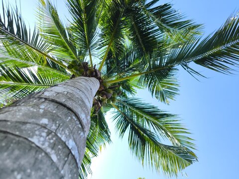 Upward view of tall coconut palm tree trunk with textured bark and clustered coconuts beneath green fronds against clear tropical blue sky