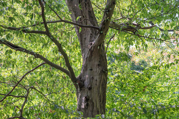 Fototapeta premium Tree surrounded by green leaves during daylight in a natural setting