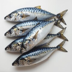 Fototapeta premium Group of Fresh Whole Mackerel Fish Isolated on White Background