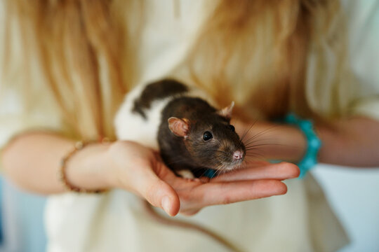 Close up shot of a person gently holding a small brown and white hooded rat in their hands, showing a bond between human and pet