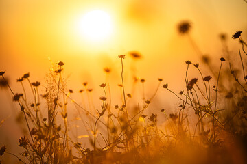 Fototapeta premium Germany, Bavaria, Allgaeu, close up of flowers against the sun