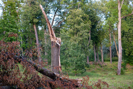 Broken Tree Trunk After Storm in Green Park