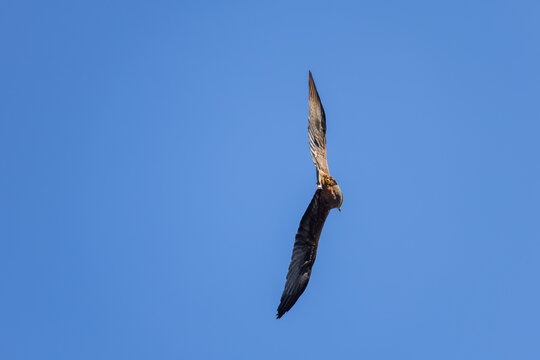 Red kite bird of prey soaring against blue sky