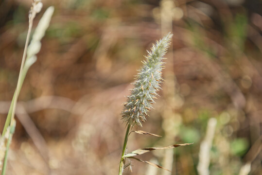 Close up of a foxtail grass growing in summer field
