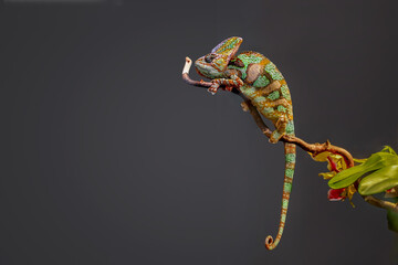 Veiled chameleon perched on a curved branch with a curled tail against a dark studio background © Валентина Хруслова