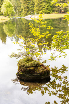 Small trees and moss growing on a rock in a serene lake with forest reflections