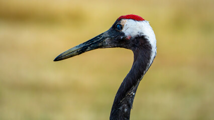 Naklejka premium Red crowned crane watching cameraman with a green bokeh background