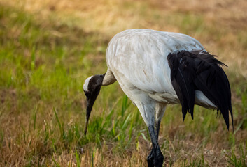 Obraz premium Red crowned crane hunting for food amidst blurry reeds