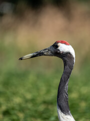 Obraz premium Red crowned crane hunting for food amidst blurry reeds