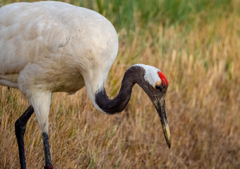 Obraz premium Red crowned crane hunting for food amidst blurry reeds