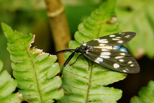 Close-up of a Taiwanese red slug caterpillar moth (Eterusia aedea formosana) on a leaf in Taipei, Taiwan