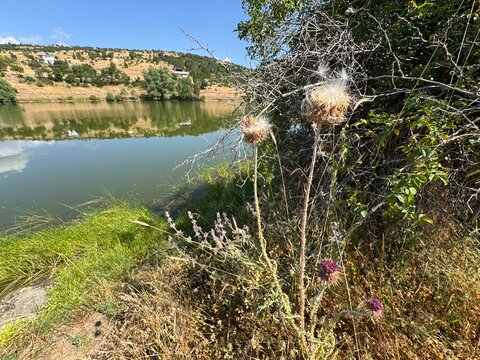 Wild cotton thistle (Onopordum acanthium) featuring fluffy seed heads with pappus and blooming purple heads along a grassy lake bank, with calm water reflections and arid rolling hills under blue sky.