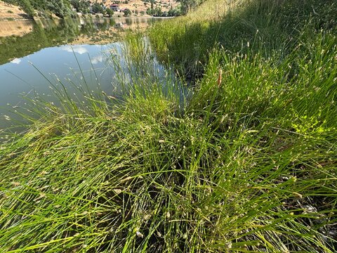 A high-angle, close-up shot of dense soft rush (Juncus effusus) grass growing along a sunlit lakeside shore, with slender green stems bending gracefully over gentle ripples on the water surface.