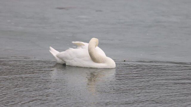 Graceful mute swan preening pure white feathers while floating on calm lake water near frozen ice boundary line during quiet overcast winter daylight outdoor nature scene