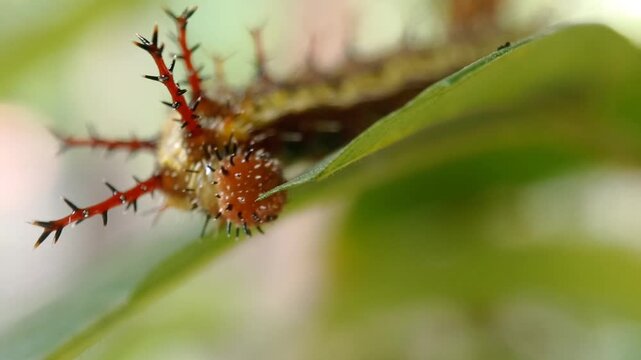 Macro front-facing of a final instar Clipper butterfly caterpillar (Parthenos sylvia) chewing on a green leaf. Detailed headshot of a spiky larva eating host plant, with natural soft bokeh background.