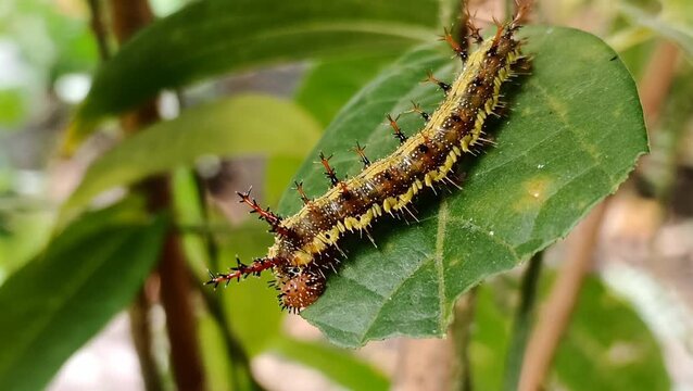 Macro close-up footage of a final instar Clipper butterfly caterpillar (Parthenos sylvia) voraciously eating a green leaf of its host plant, Zanonia indica (Cucurbitaceae).