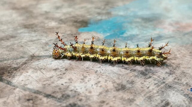 Close-up of a Clipper butterfly caterpillar (Parthenos sylvia) crawling on a wooden board surface. Detailed wildlife shot showcasing the larva searching for a safe location prior to pupation behavior.