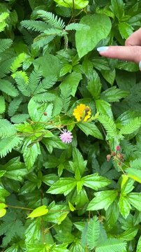 Woman touching sensitive plant leaves at park in Dhaka Bangladesh