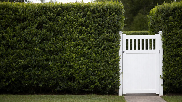 White garden gate in front of a tall, dense privet hedge.