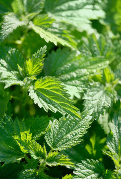 Stinging nettle leaves close up full frame, abstract nature background. Texture of fresh green nettle leaves. Nettle plant, medicinal herb. soft focus