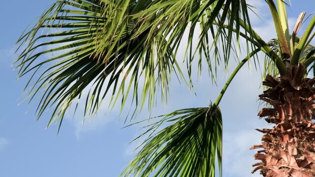 Palm tree with swaying green leaves on branches in wind against background blue sky with clouds