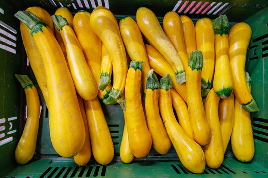 Fresh yellow squash arranged in a green basket at a local market in the morning