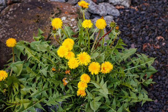 Bright yellow dandelions grow among rocks and gravel near a garden path in a natural setting during daytime