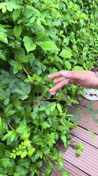 Close up of a woman's hand gently touching the leaves of a sensitive plant at a park in Dhaka, Bangladesh. Natural interaction with the touch-responsive Mimosa pudica.