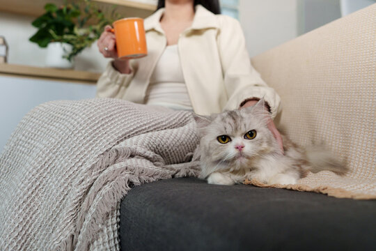 Fluffy cat lying on sofa with owner drinking coffee in background at home