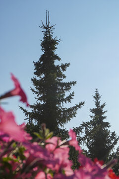 Tall spruce tree framed by flowers in the foreground