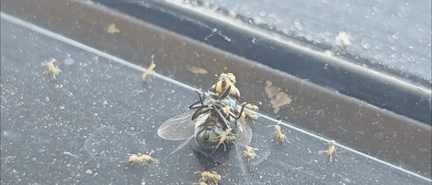 tiny yellow worker ants swarming and attacking a fly on a dark surface. Useful for pest control campaigns, biological research, entomology education, and animal behavior concepts.