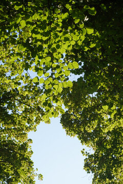Low angle view of lush green tree canopy