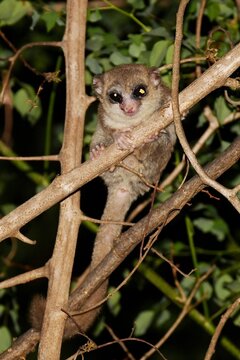 Ankarana dwarf lemur (Cheirogaleus shethi) in the nocturnal forest of Ankarana, northern Madagascar