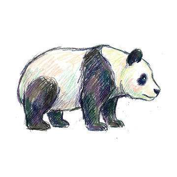 Artistic colored pencil drawing of a cute giant panda bear standing in profile view