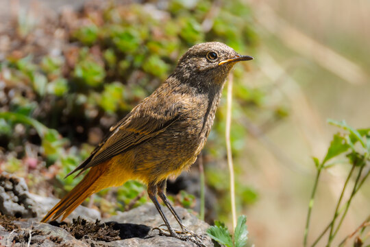 close-up of a black redstart