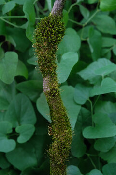 old mossy tree branch above dark green foliage of ivy plant. beautiful wild nature image. ecology, environmentally, save nature themes. template for design. top view