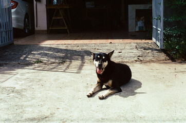 A female black mutt looking at the camera while lying in front of a house, captured on unedited...