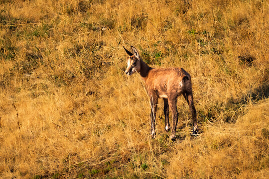 Chamois in the Beaufortain massif in summer