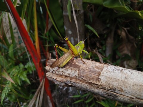 A green grasshopper lands on a tree.