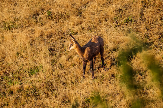 Chamois in the Beaufortain massif in summer