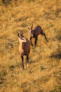 Chamois in the Beaufortain massif in summer