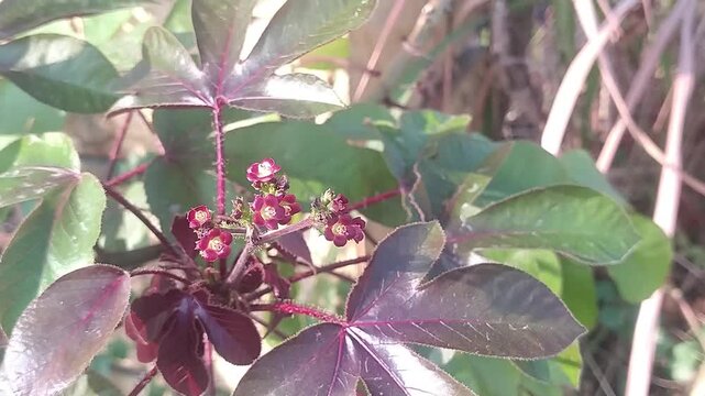 White Madagascar Periwinkle Flower Blooming in Natural Sunlight 4K