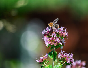 Bumblebee collecting nectar on blooming purple oregano flowers in sunny garden © LemPro Filming Life