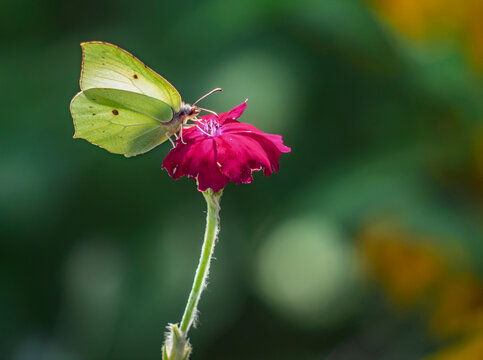 Common brimstone butterfly feeding on a vibrant pink flower with a soft green background