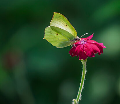 Common brimstone butterfly perched on a vibrant pink flower against a soft green background