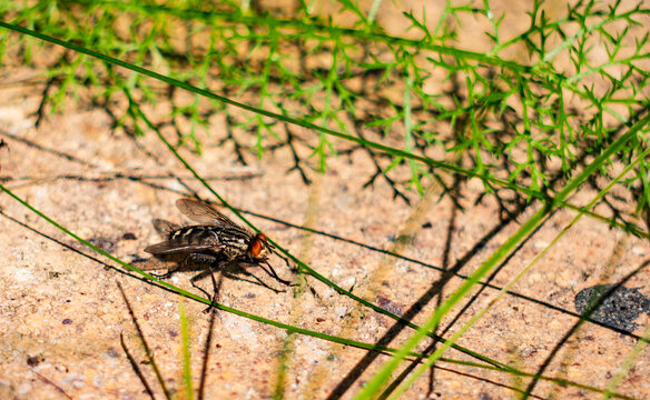 Macro photography of a flesh fly sitting on sandy ground with green grass shadows outdoors