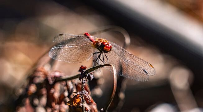Close-up macro photo of a red dragonfly perched on a dry branch in sunlight with soft bokeh background