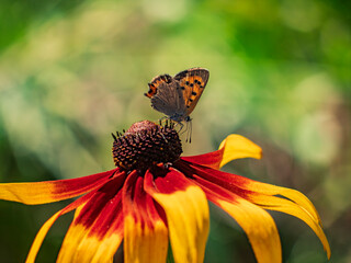 Small copper butterfly perched on a colorful blooming rudbeckia flower in a sunny garden macro shot © LemPro Filming Life
