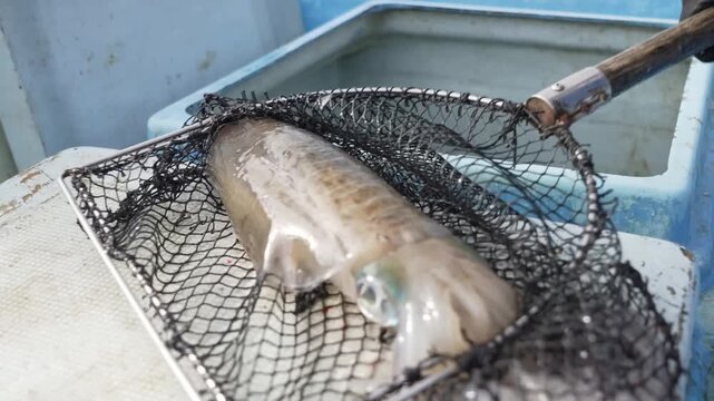 A commercial fisherman carefully unloads a freshly caught squid from a landing net onto a boat deck, showing detailed close-ups of the marine animal, its skin, and eye features during daily fishing wo