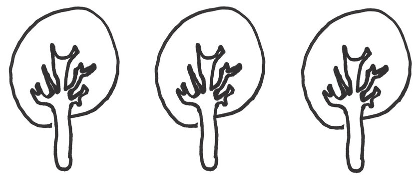 Kidney Organ Line Art Vector - Simple Bean-Shaped Anatomy Icon Set for Medical Design

